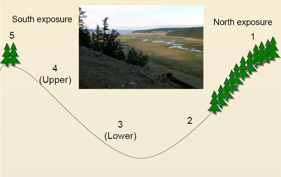 Schematic representation of the study site