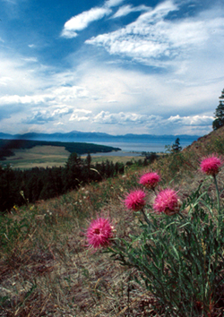 Steppe plant